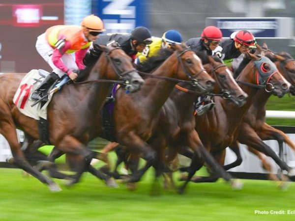 What's in a name? Learn more about the process of how a racehorse gets its name.
