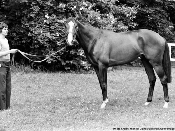 One of the most mysterious crimes is the kidnapping and murder of world-famous racehorse Shergar.